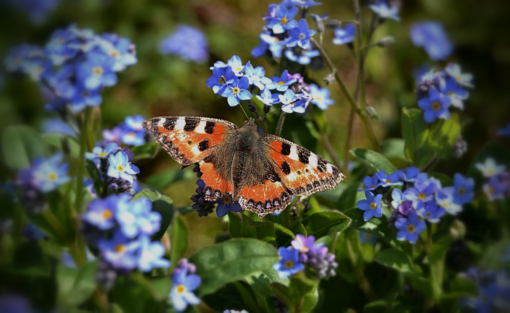 Schmetterling