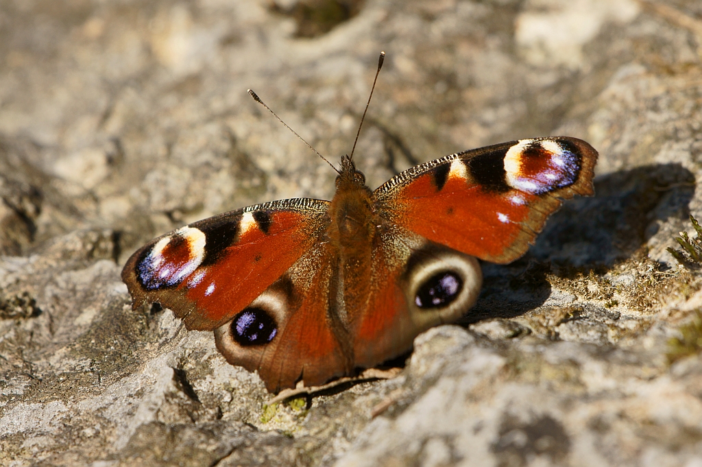 Schmetterling