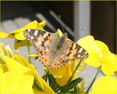 Schmetterling