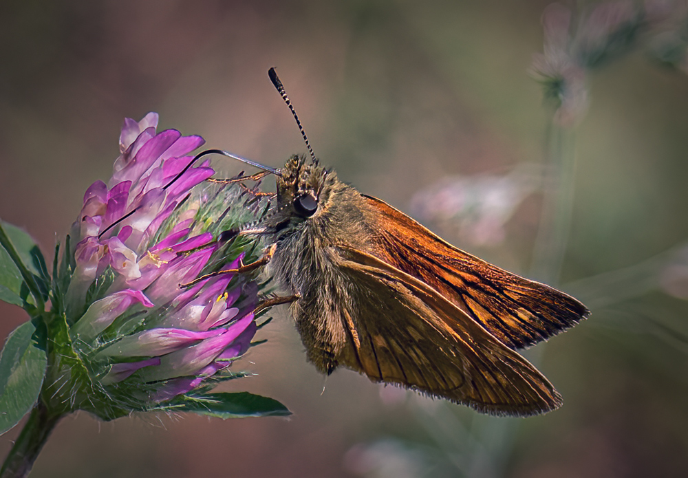 Schmetterling