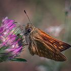 Schmetterling