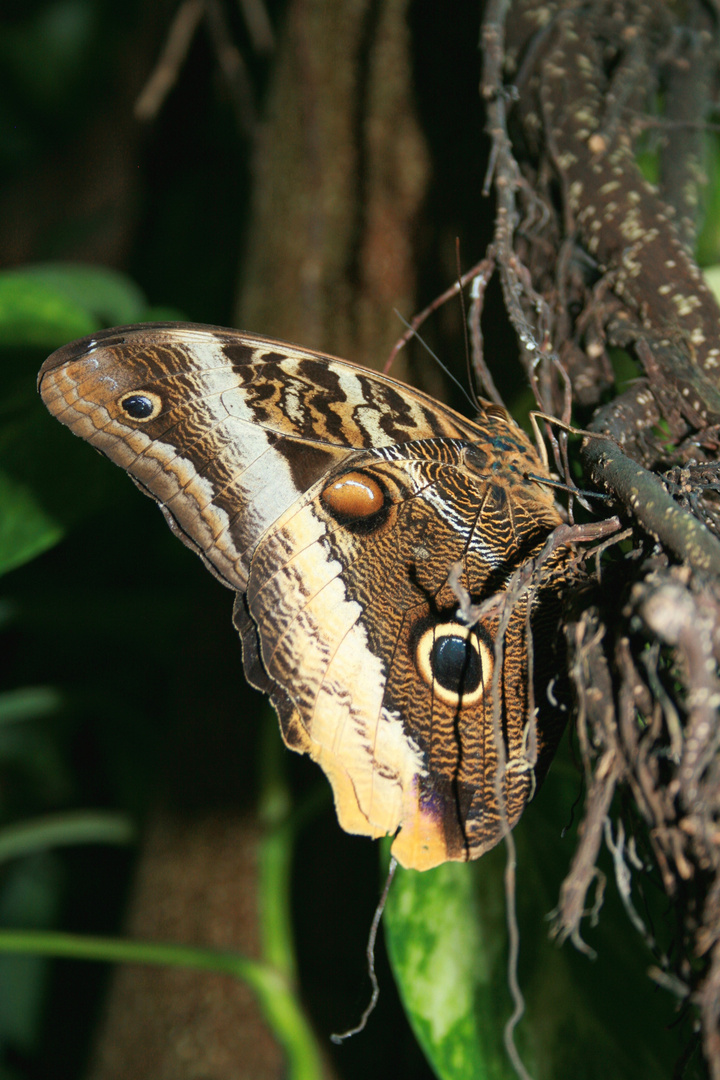 Schmetterling