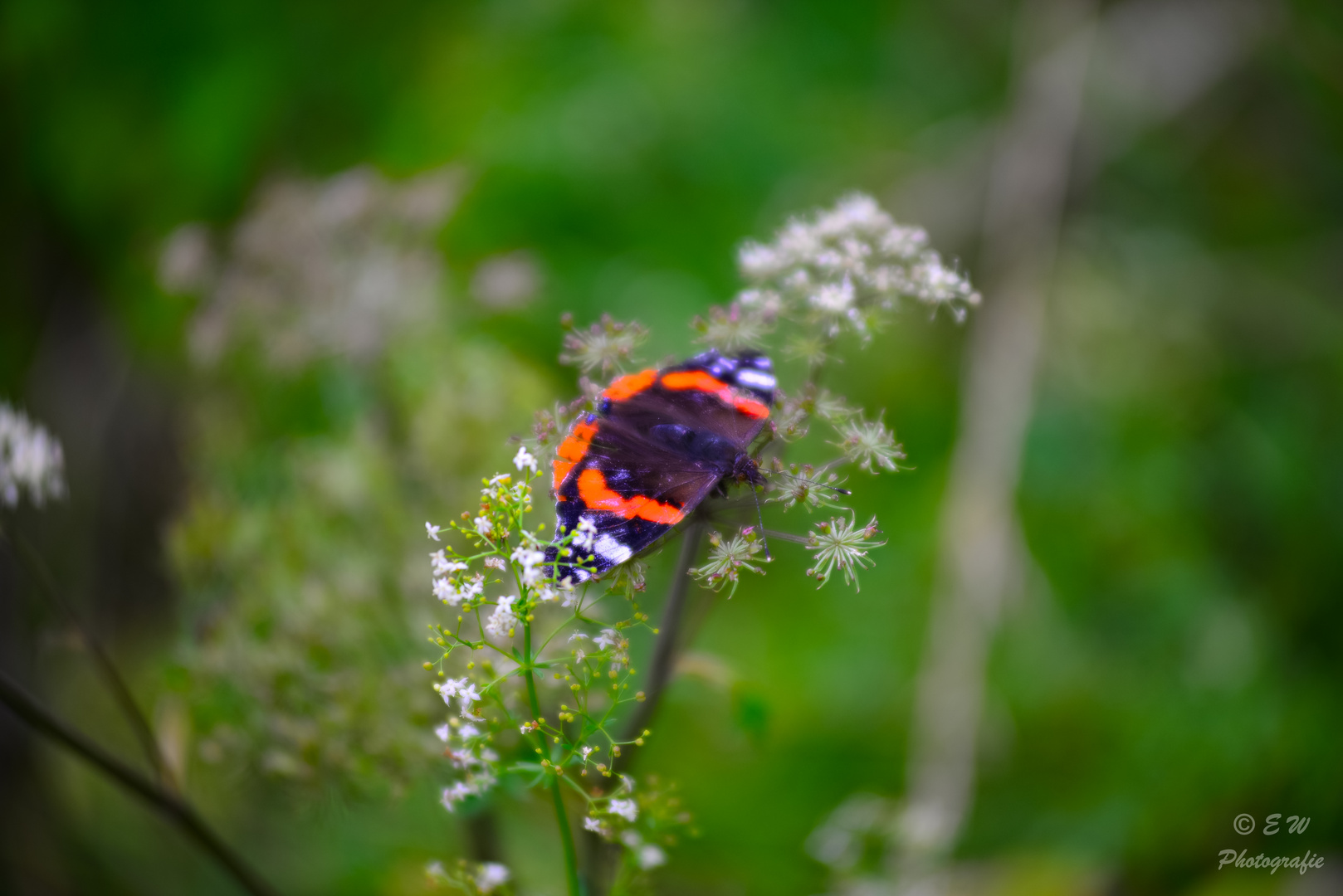 Schmetterling