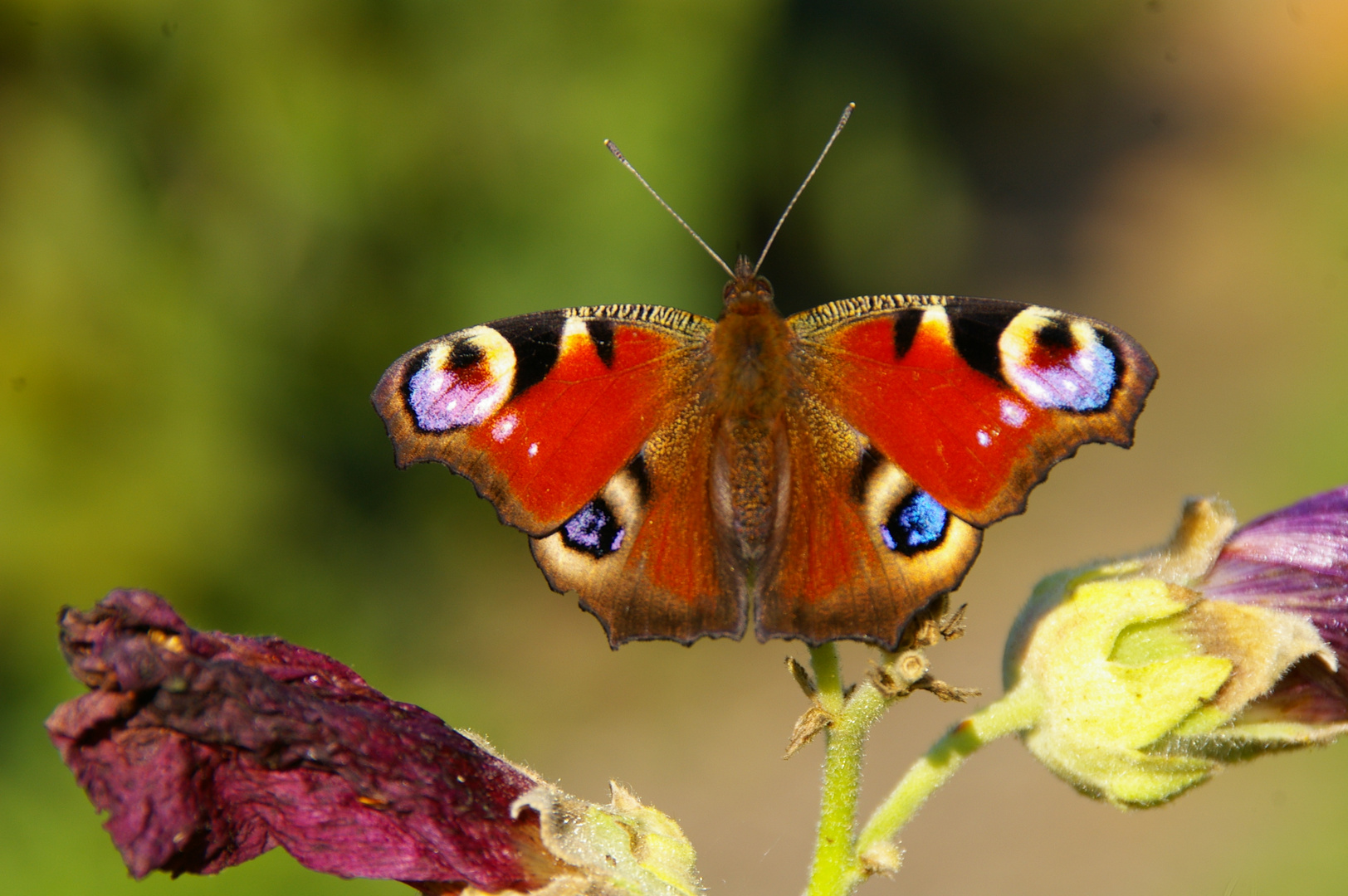 Schmetterling