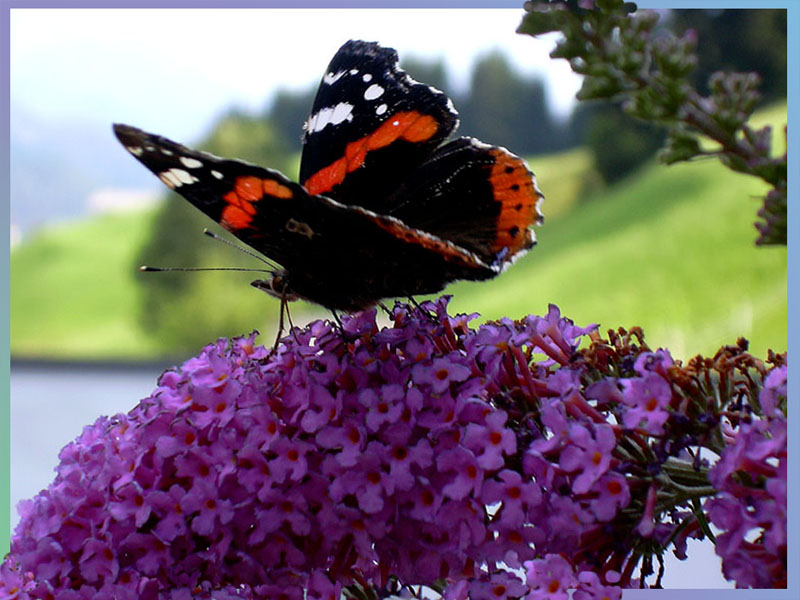 Schmetterling