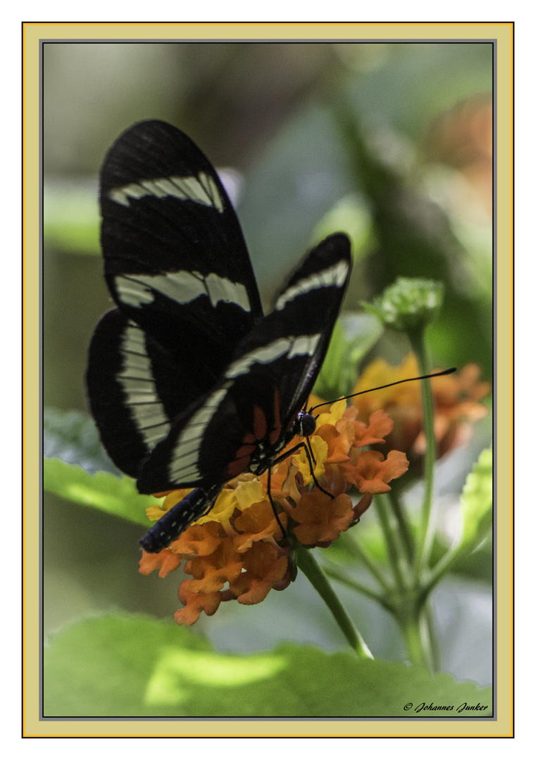 Schmetterling 