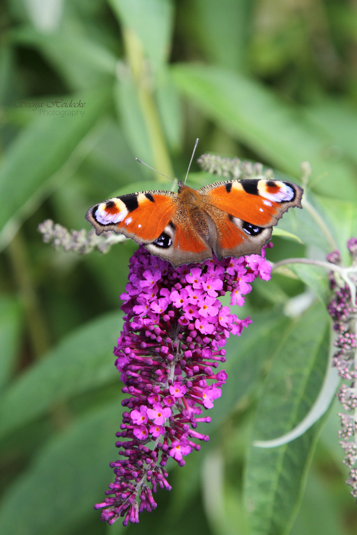 Schmetterling