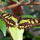 Schmetterling-