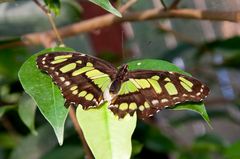 Schmetterling-