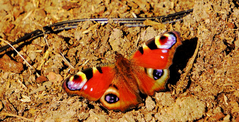 Schmetterling