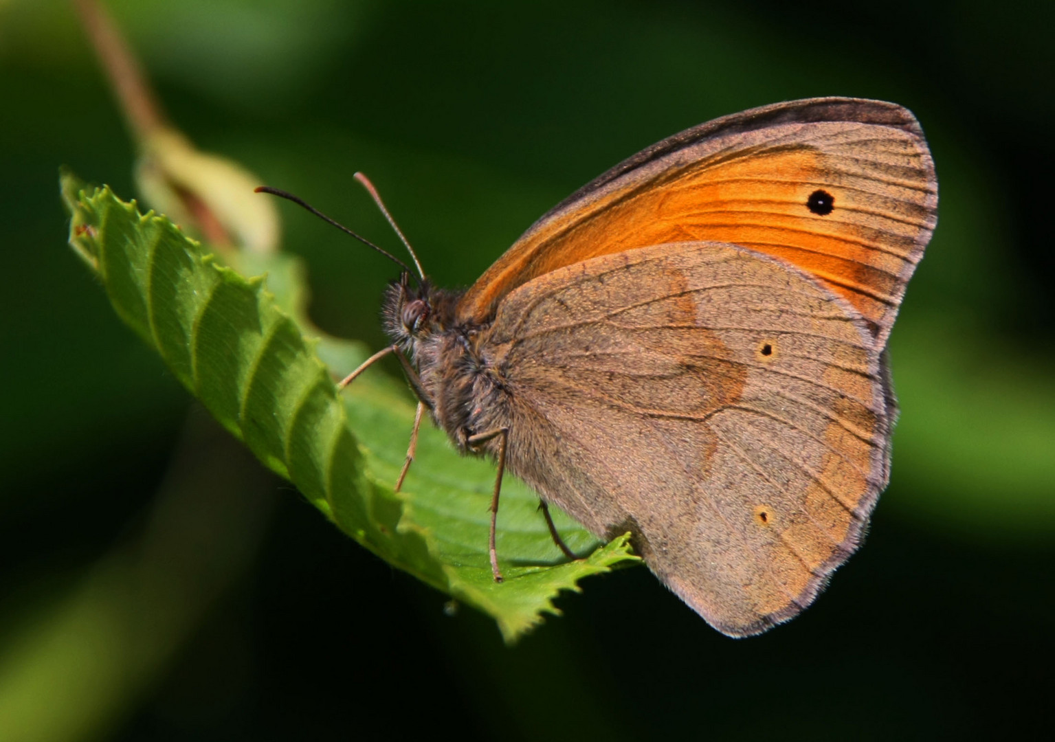 Schmetterling