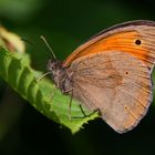 Schmetterling