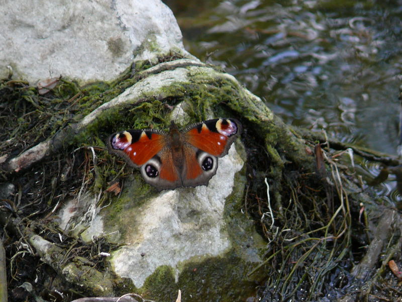 Schmetterling