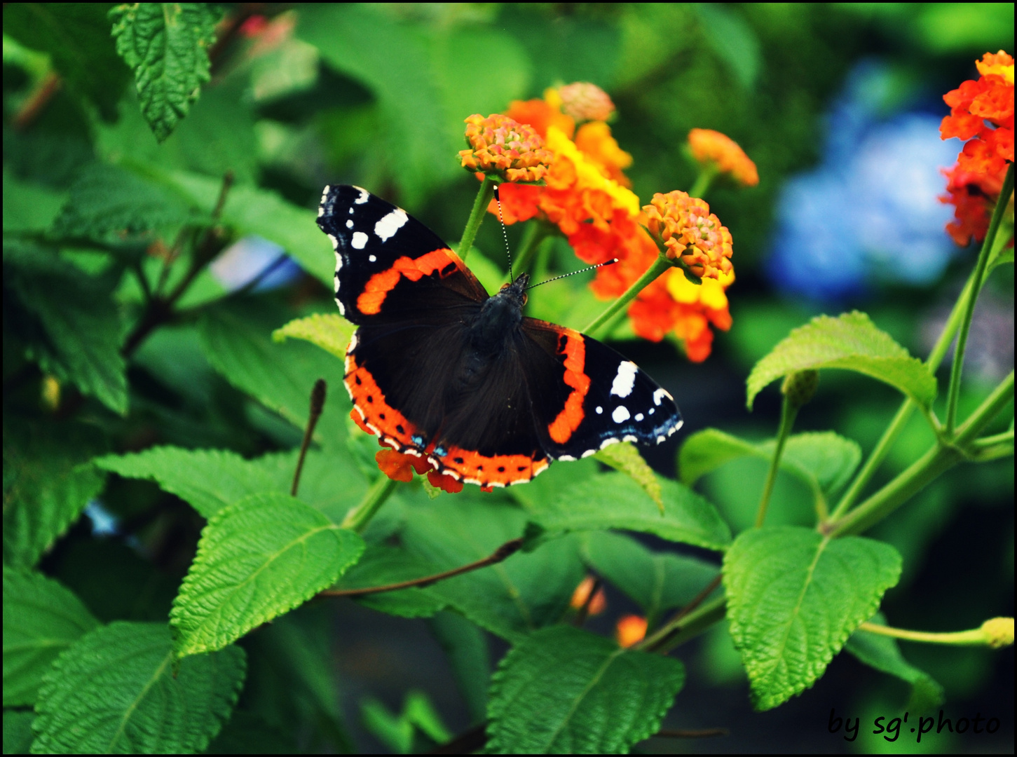 Schmetterling