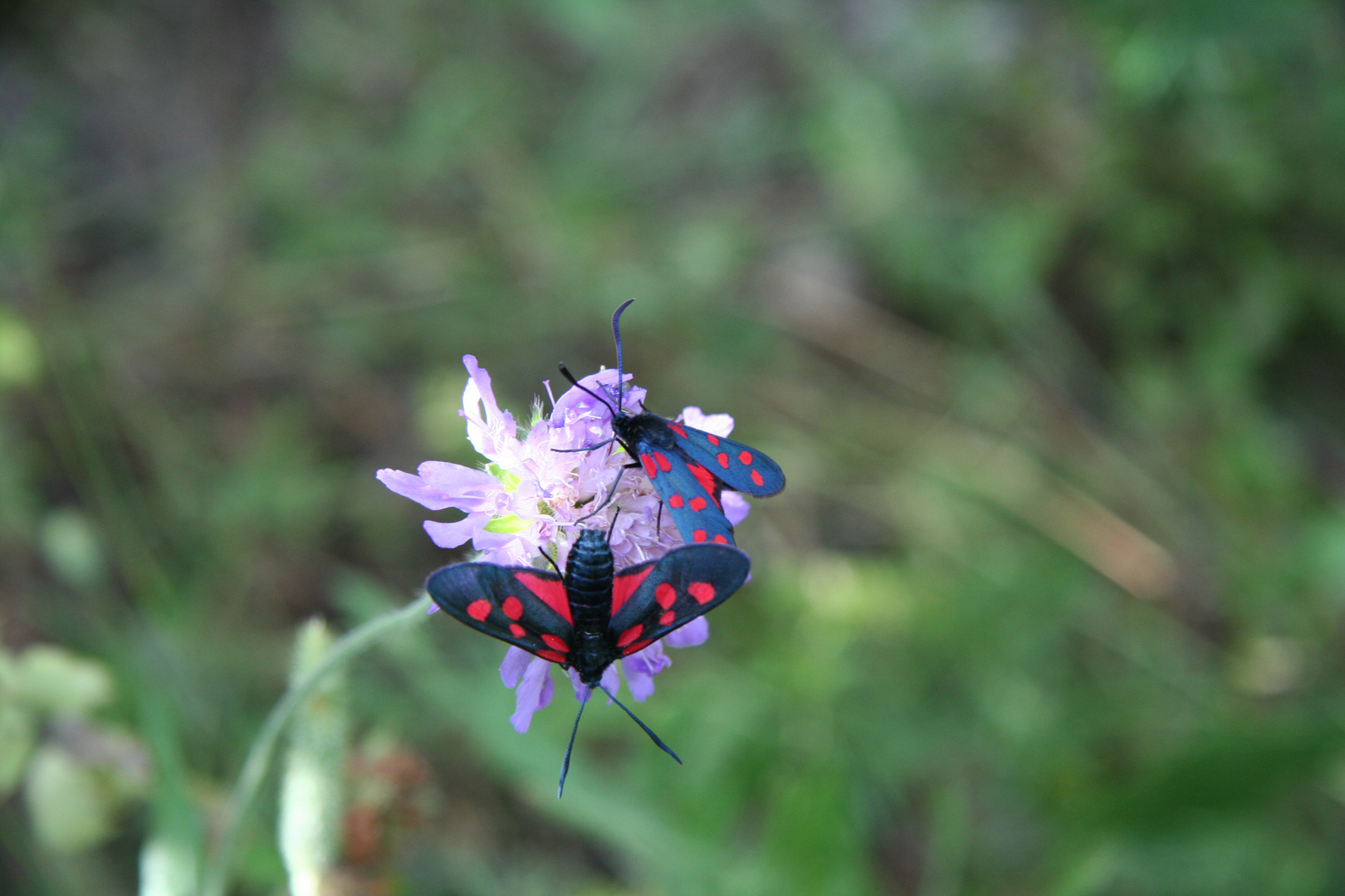 Schmetterling