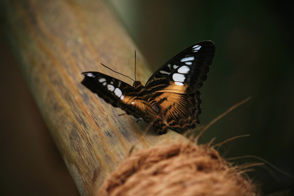 Schmetterling