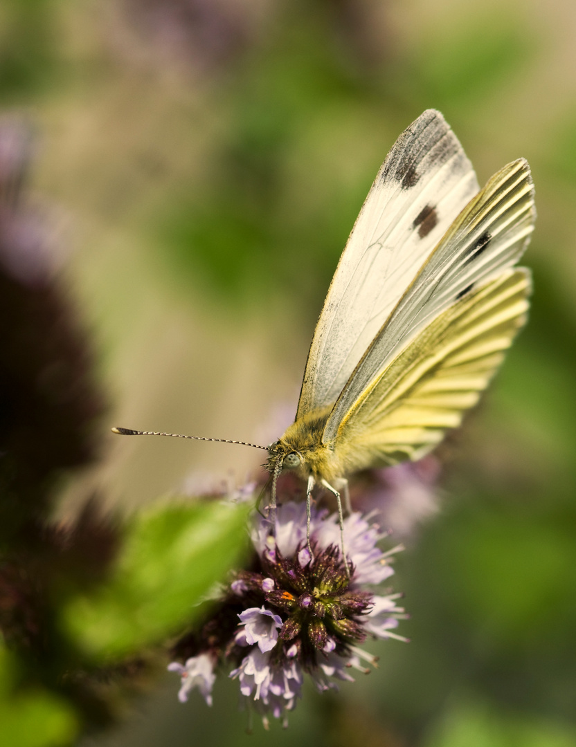 Schmetterling