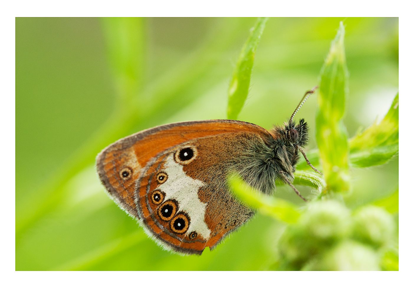 schmetterling 