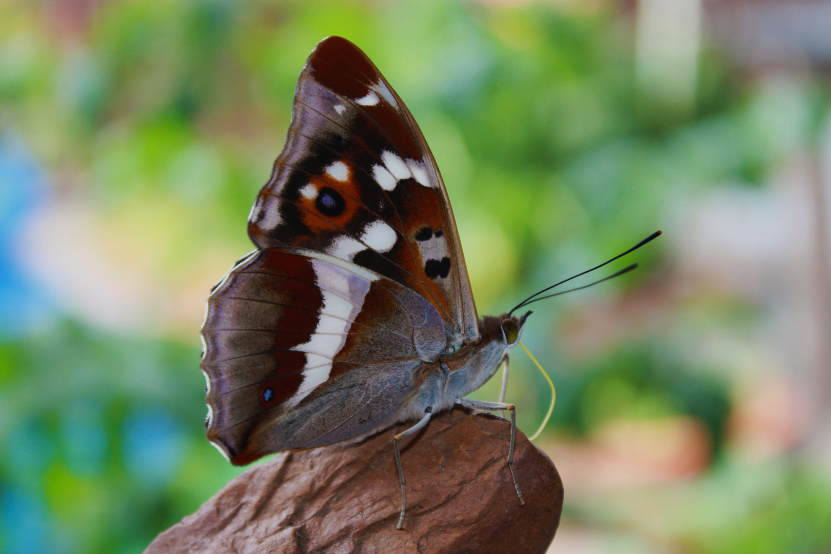 Schmetterling