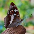 Schmetterling