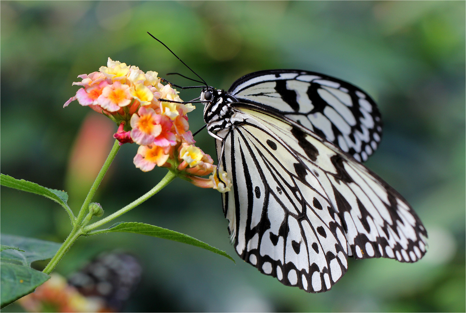 Schmetterling...