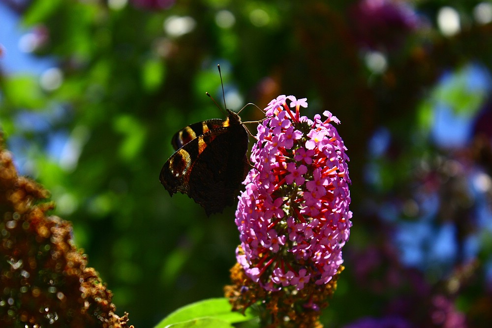 Schmetterling