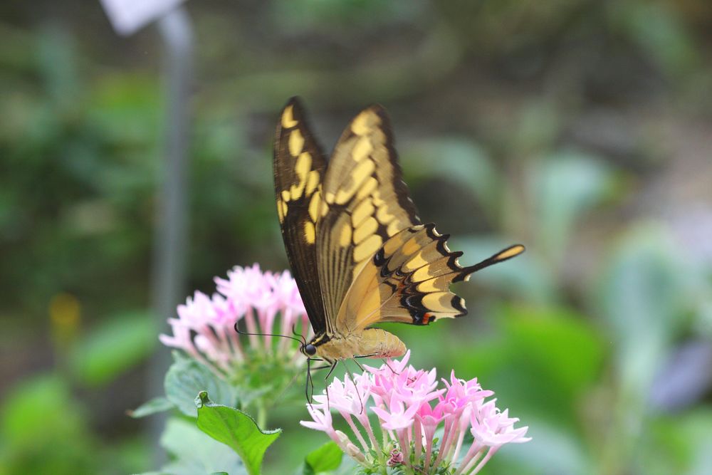 Schmetterling