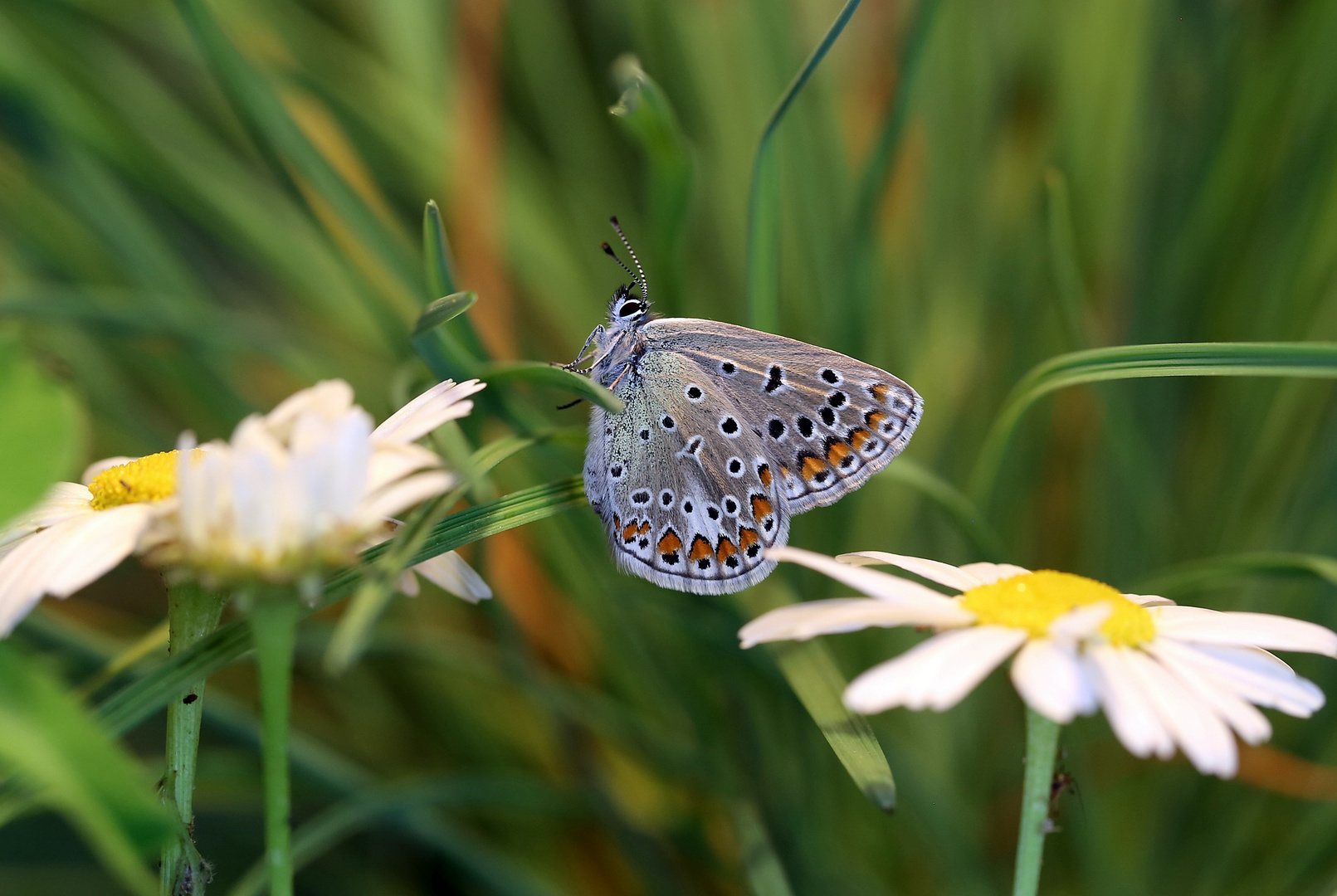 Schmetterling