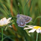 Schmetterling