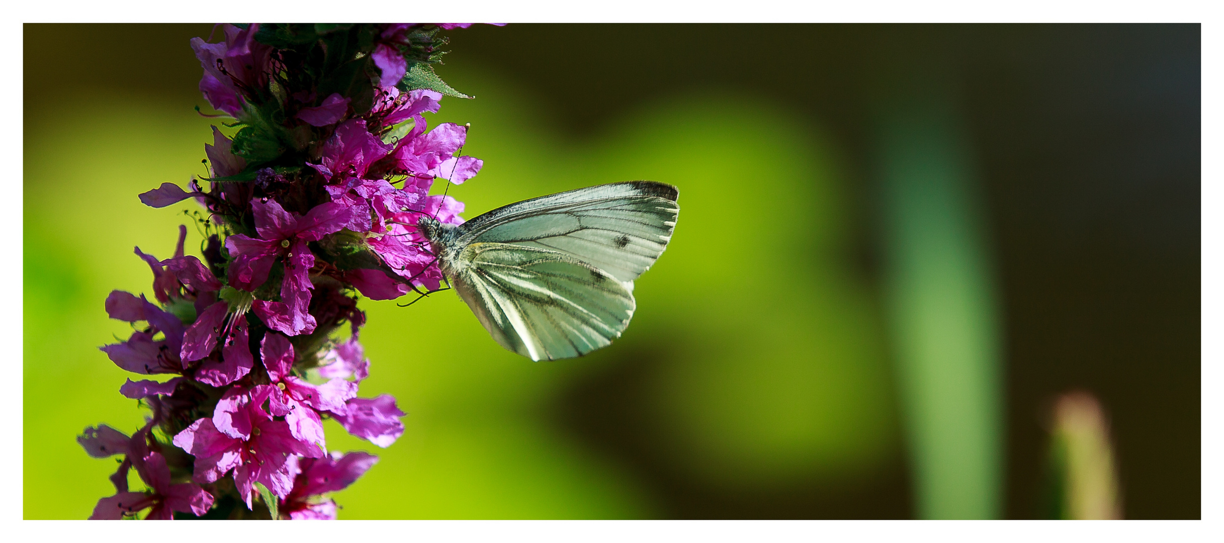 Schmetterling