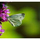 Schmetterling