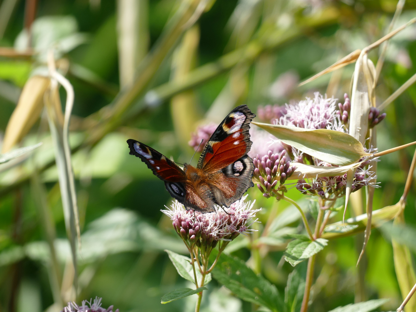 Schmetterling 