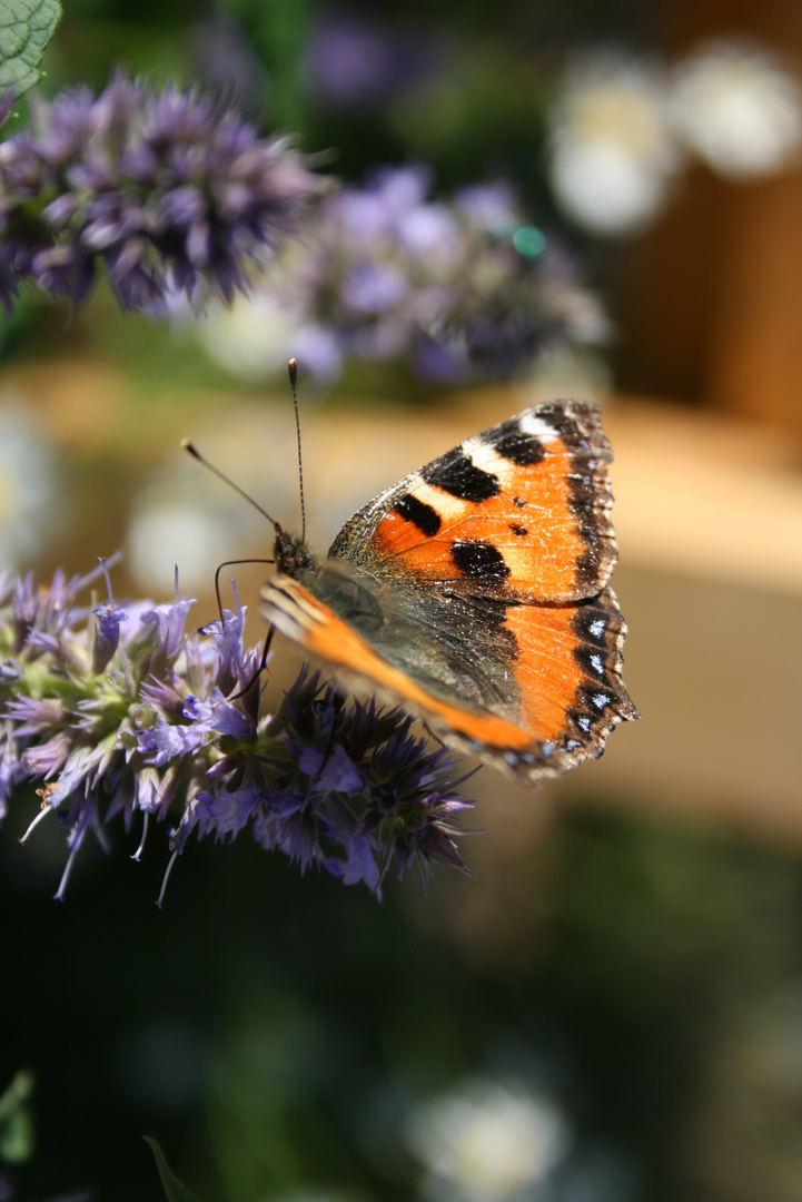 Schmetterling