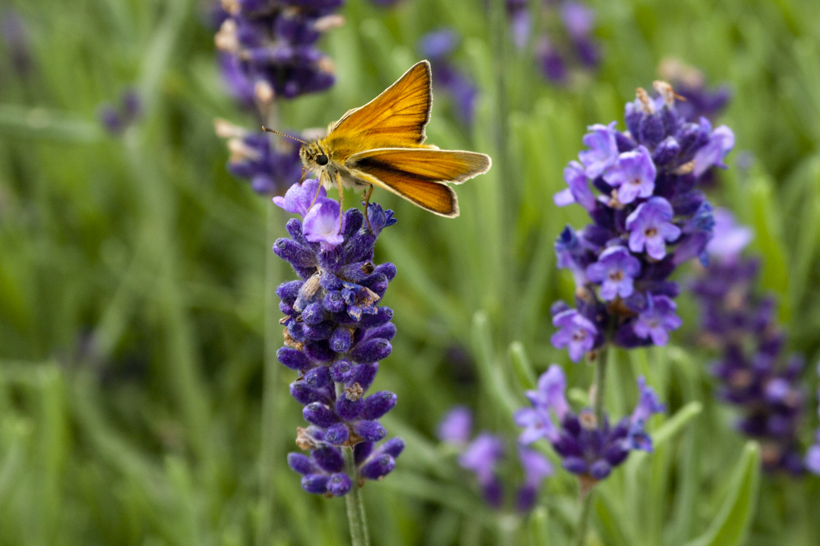 Schmetterling