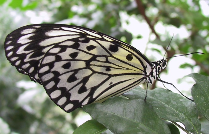 Schmetterling