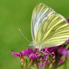 Schmetterling