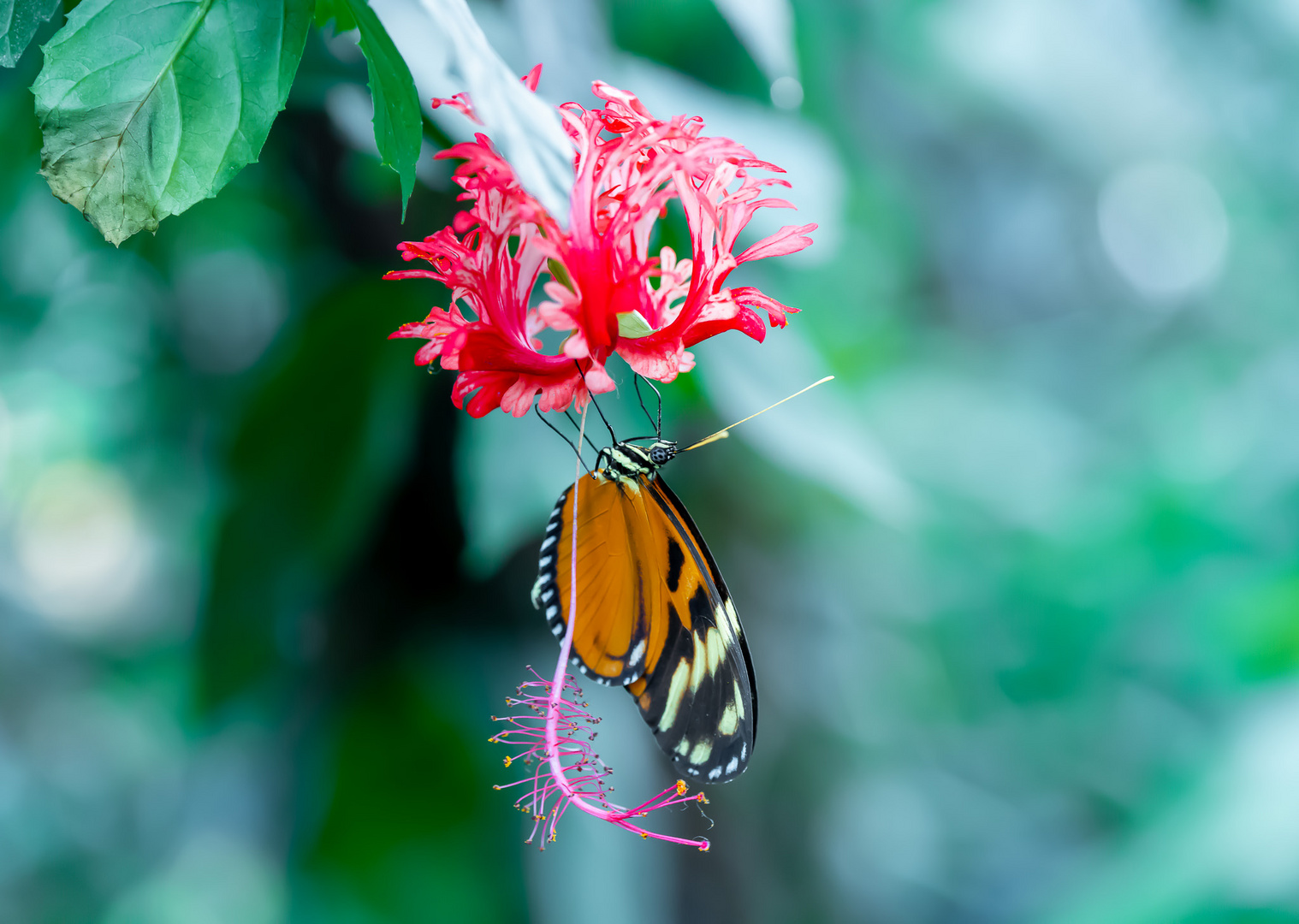 Schmetterling 