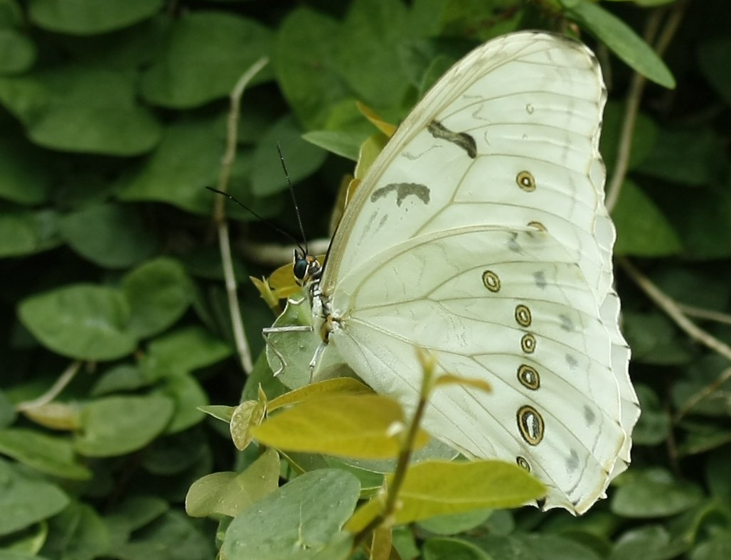 Schmetterling