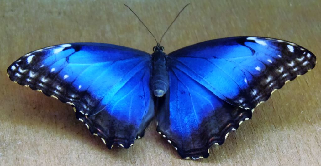 Schmetterling