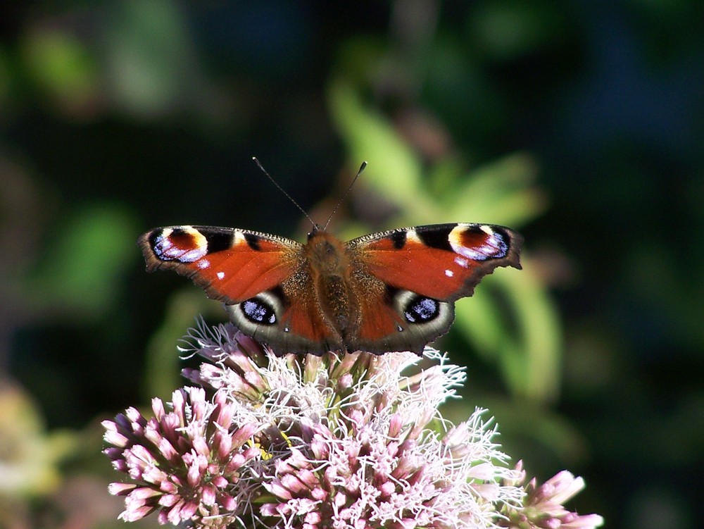 Schmetterling