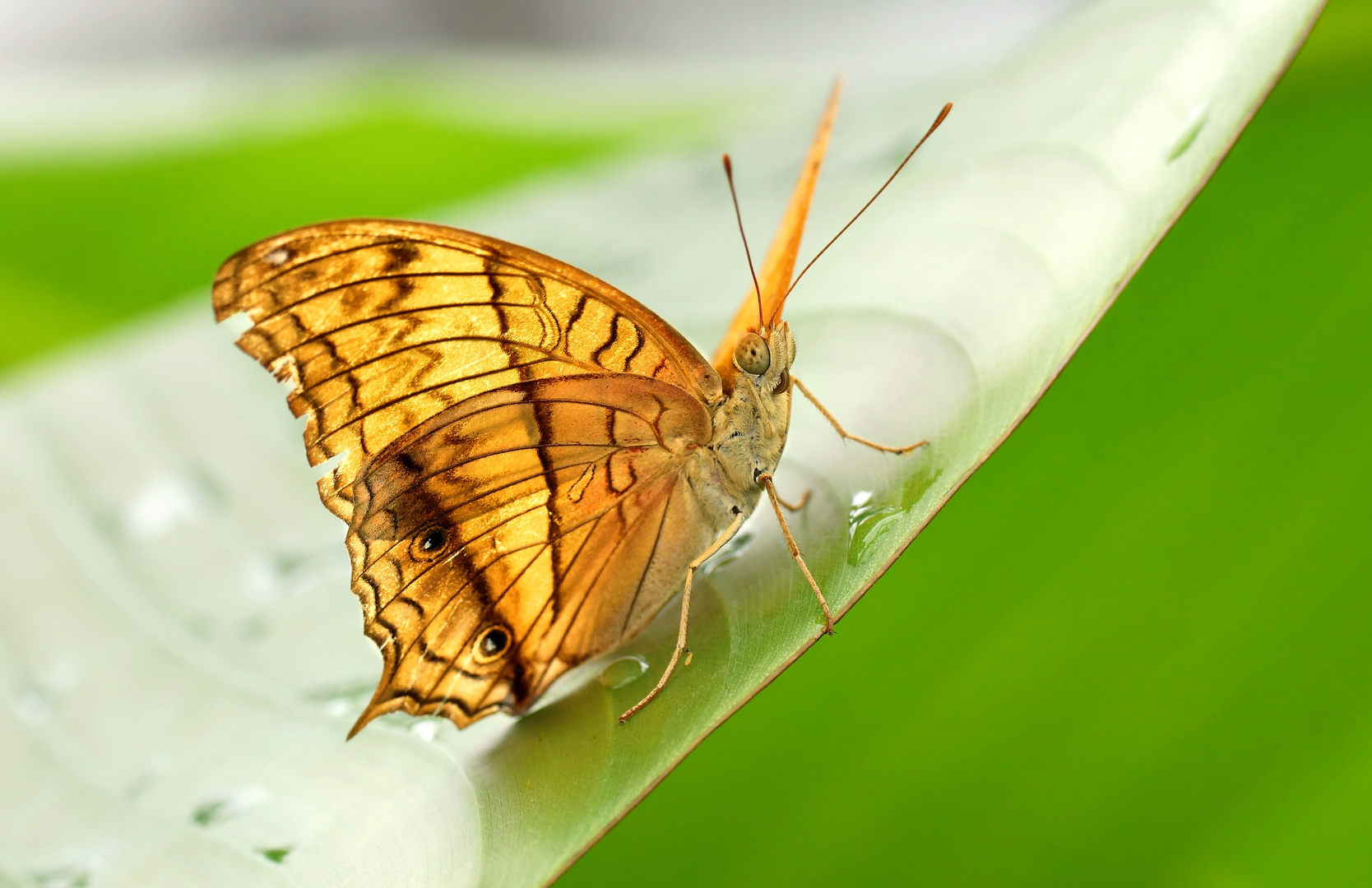 Schmetterling