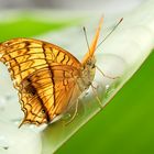 Schmetterling