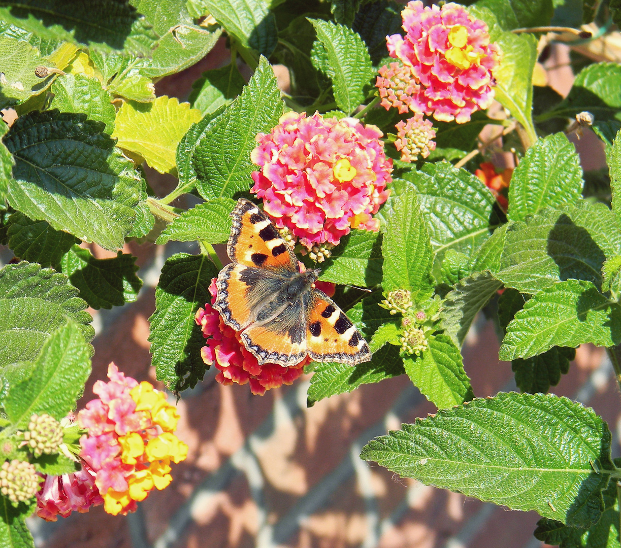 Schmetterling