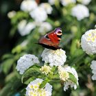 Schmetterling