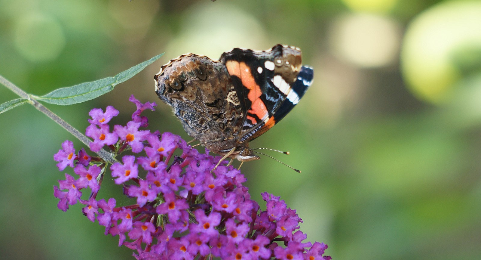 Schmetterling