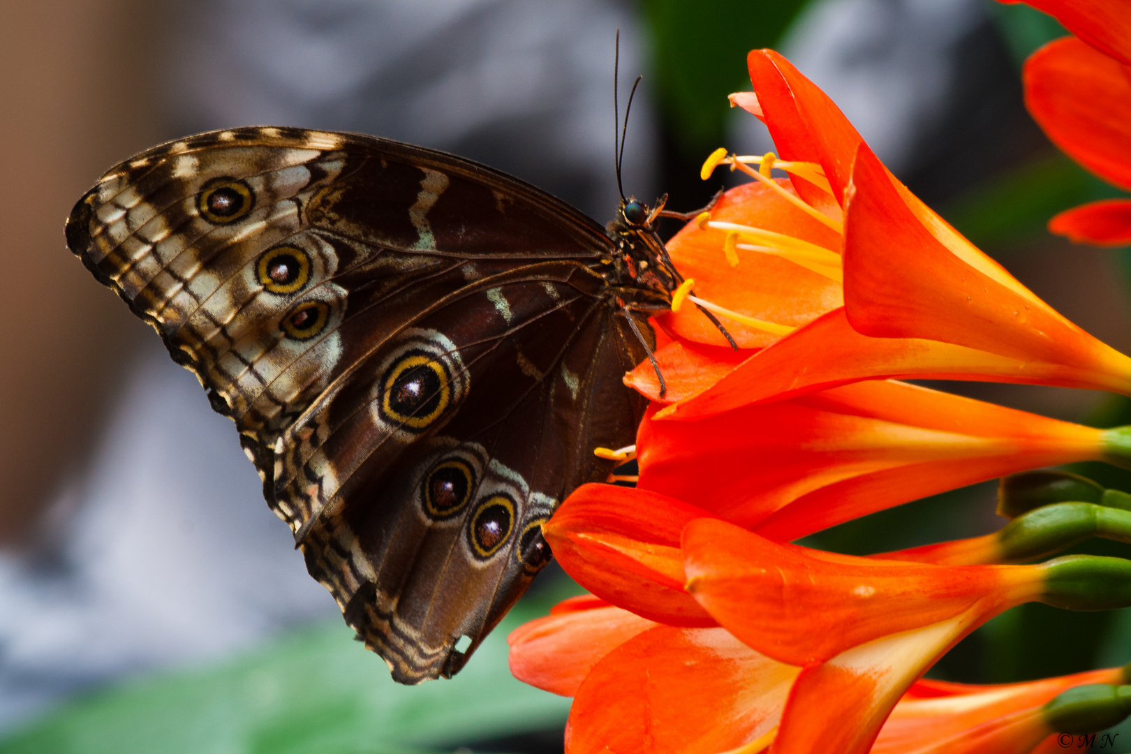 Schmetterling