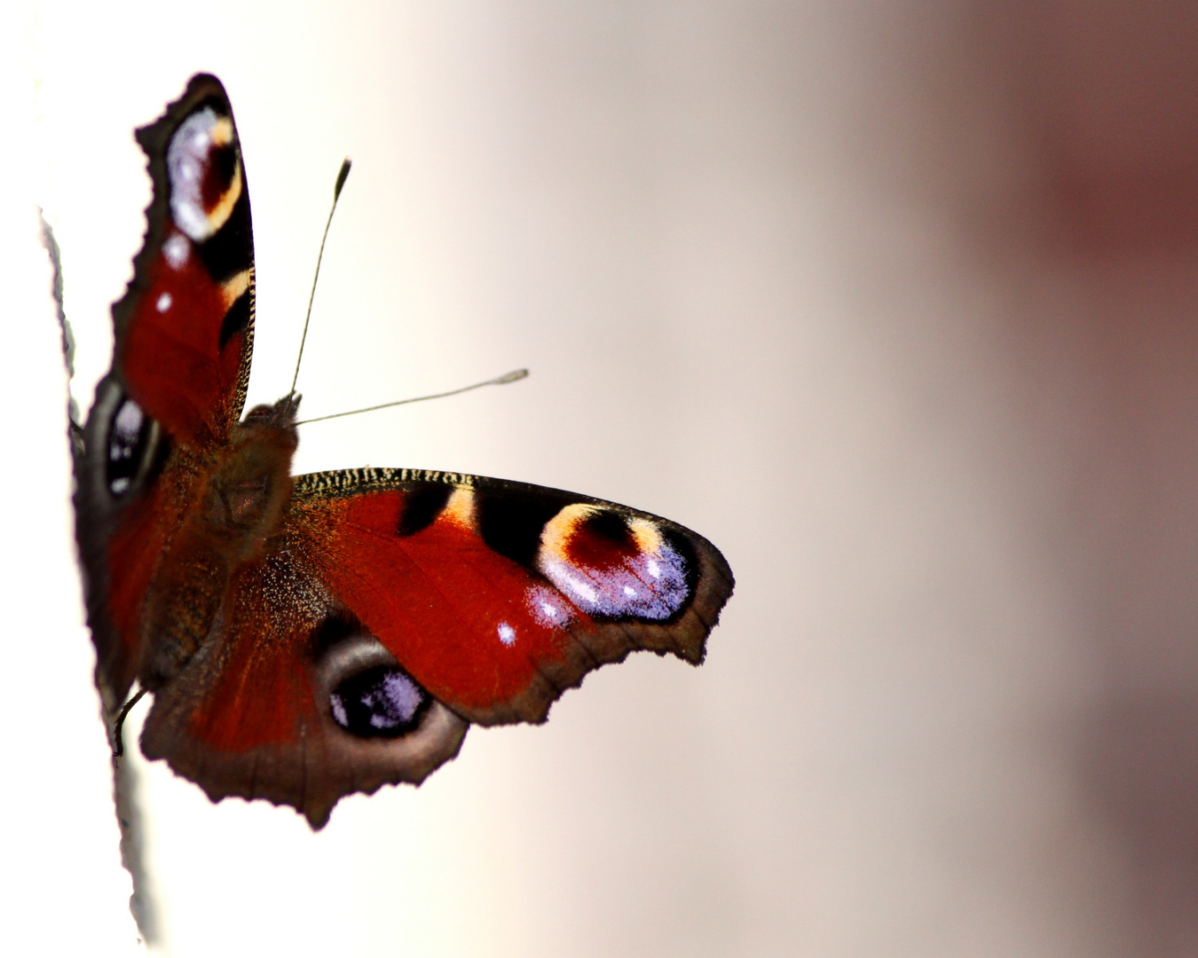 Schmetterling