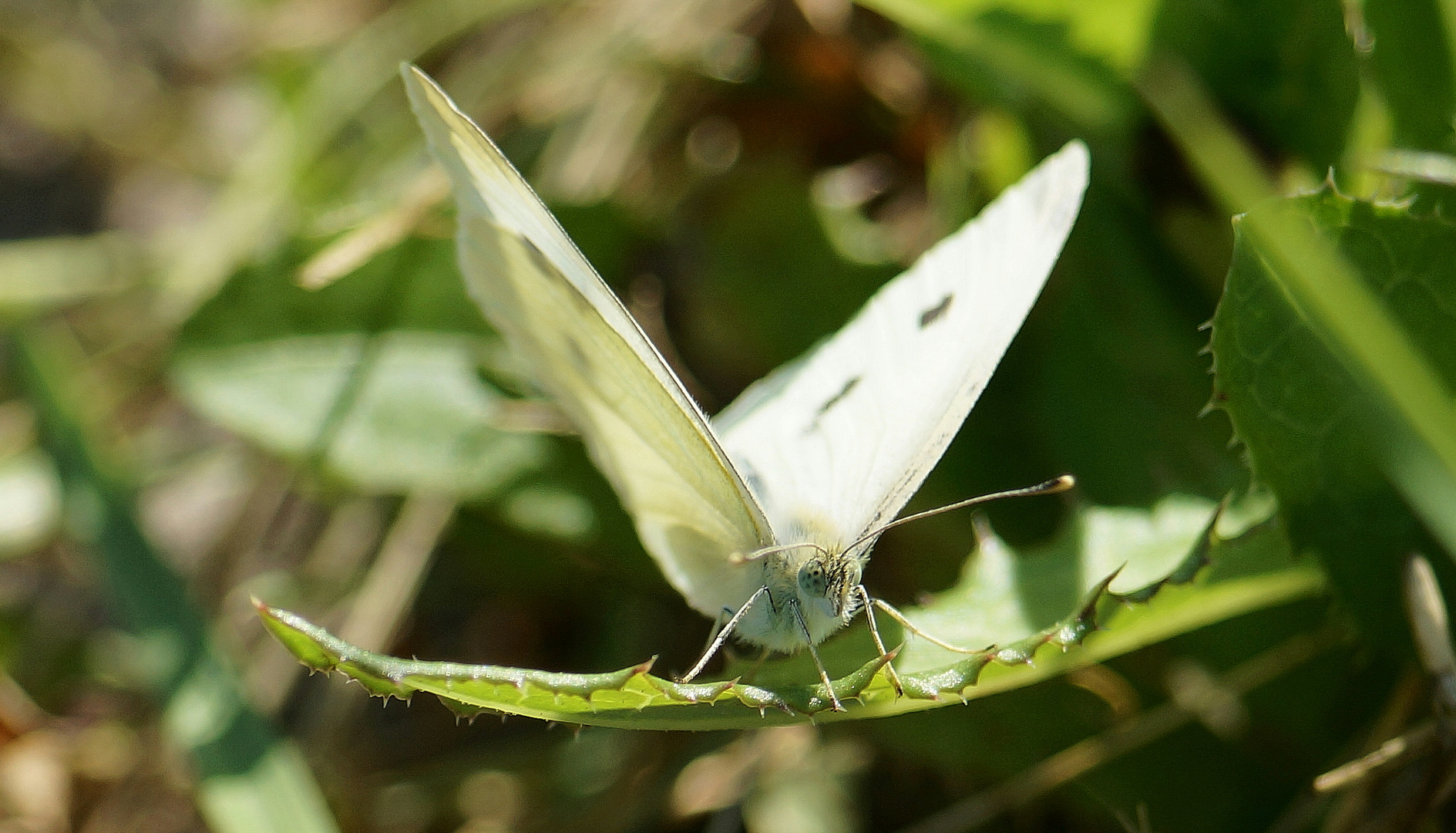 Schmetterling !