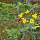 Schmetterling