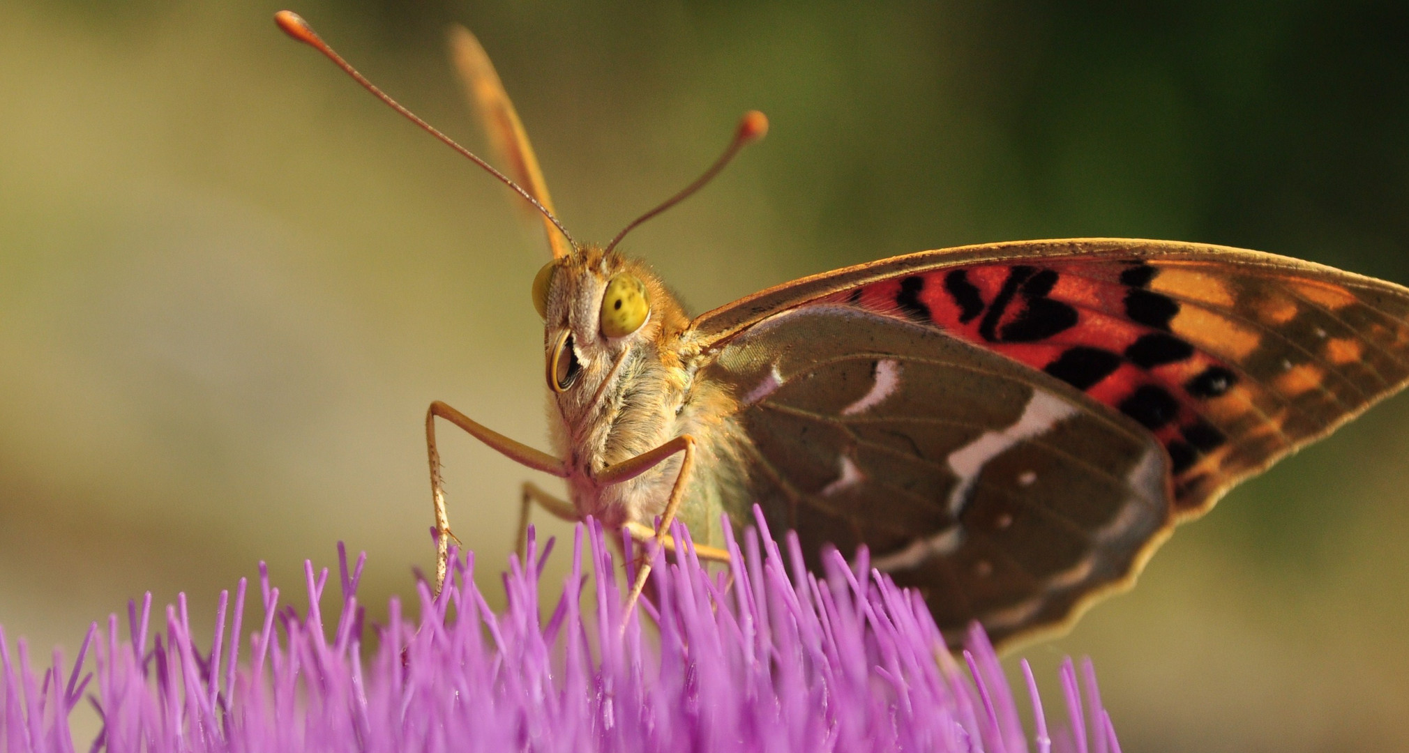 Schmetterling